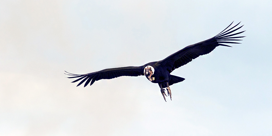 Registro de Oso Andino y Record de cóndores en la Reserva Antisanilla